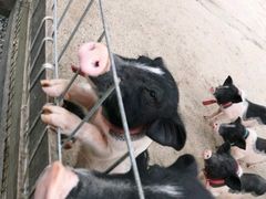 -前小桔亲子创意农场·草莓采摘·露营烧烤