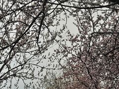 -桃花堤公园