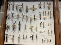 -墨尔本博物馆(Melbourne Museum)