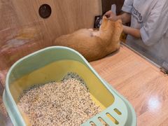 -BABIT巴比特宠物(MOMOPARK店)