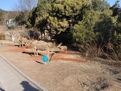 -北京西山国家森林公园