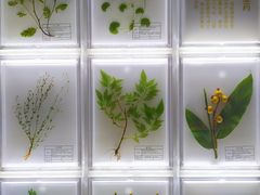 -广东中医药博物馆