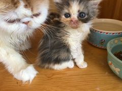 -猫的茶·猫咖