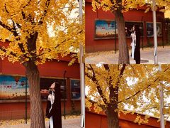 -三里屯东五街银杏大道