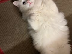 -藦茜花园宠物主题亲子互动体验馆(国顺东路店)