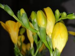 -金陵花卉交易市场