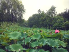 -洛阳市隋唐城遗址植物园