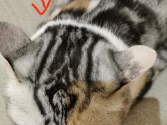 -猫和宫(六道口店)