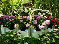 -上海共青森林公园