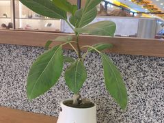 -野人先生Gelato(上海长宁龙之梦店)