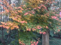 iphone_upload_pic-旺山景区