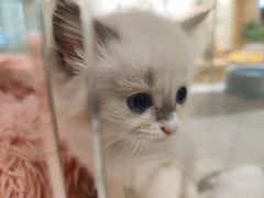 -藏猫猫咖啡主题馆(中央大道店)