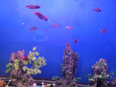 -花鸟鱼虫鲜花绿植市场(玉泉路店)