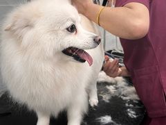 -宠福鑫康馨动物医院·骨科·眼科