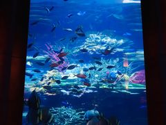 -迪拜帆船酒店海底餐厅