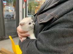 -帕帕拉兹宠物(亚洲旗舰店)