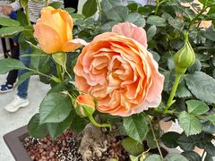 -人民公园(罗湖区)