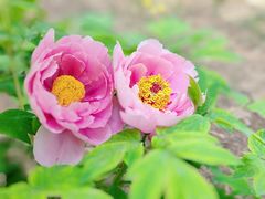 -国家植物园南园