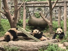 -都江堰中华大熊猫苑