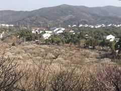 -香雪海