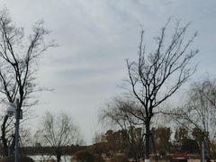 -九科绿洲