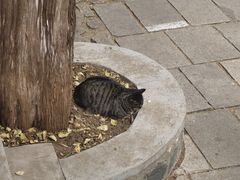 -泰山风景名胜区-普照寺