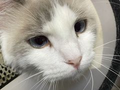 -芭比堂宠物医院·全科爱猫医院·仁德分院