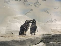 -上海海洋水族馆