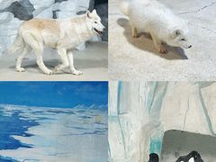-海合安天津极地海洋公园