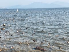 -深圳湾公园(南山区)
