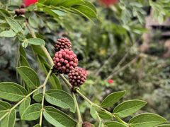 -西双版纳原始森林公园