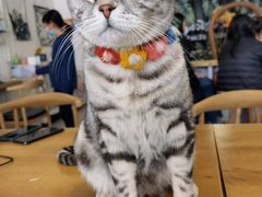 -平行世界·猫咖(首经贸店)