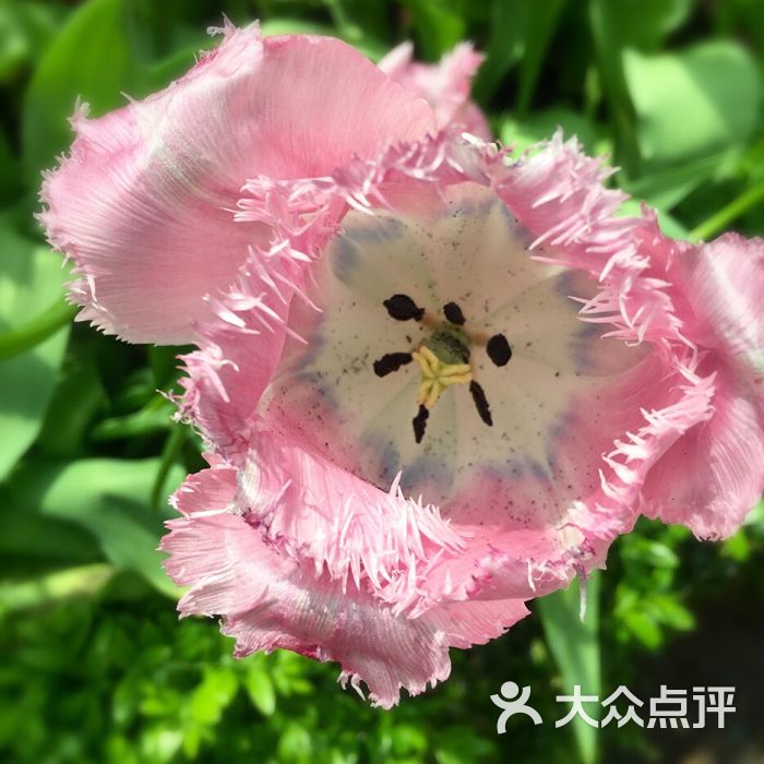 flower dome图片 - 第1张