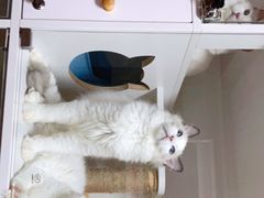 -Bastet sally猫舍购宠(静安店)