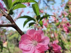 -桃花涧