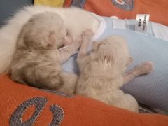 -宠爱国际动物医院· 猫科· 外科·中兽医(长白店)