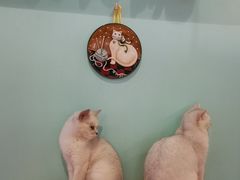 -猫小院猫主题餐厅(三里屯店)