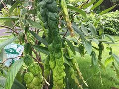 -广西壮族自治区药用植物园