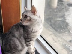 -爱妮康宠物医院·干细胞免疫细胞·肿瘤·心脏(张江店)