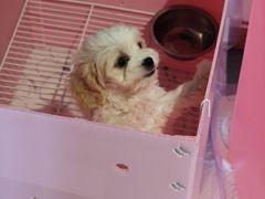 -翊宠yipet猫狗购宠庄园犬舍•猫舍