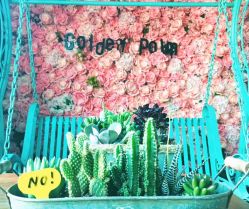 点击看大图 -金棕榈