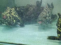 老虎斑-班赞海鲜市场