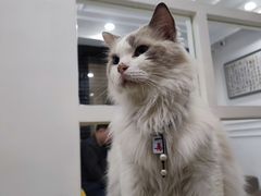 -楼上猫咖(罗湖店)