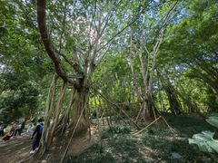 -中国科学院西双版纳热带植物园