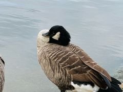 -海德公园