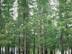 -白鹭湾湿地公园