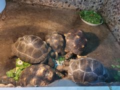 -上海大自然野生昆虫馆