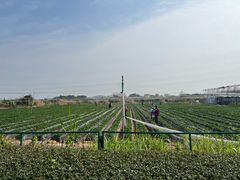 -长洲岛都市农业公园