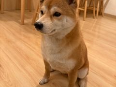 -柴の食堂·日式家庭料理·熊之肆(大学路店)