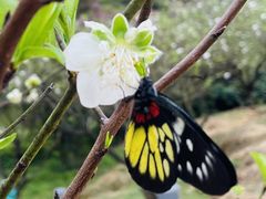 -南国桃园旅游度假区